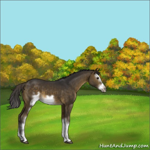 Horse Color:White Spotted Buckskin Splash Frame 