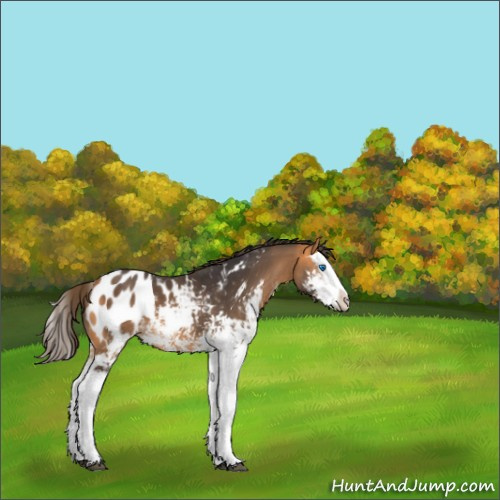 Horse Color:Buckskin Sabino Splash Appaloosa 
