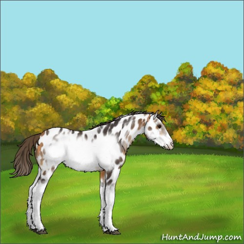 Horse Color:White Spotted Buckskin Splash Frame Appaloosa 