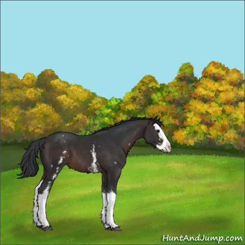 Horse Color:White Spotted Bay Splash 