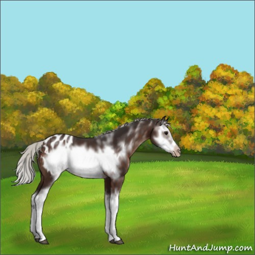 Horse Color:White Spotted Silver Brown Splash Frame Appaloosa 