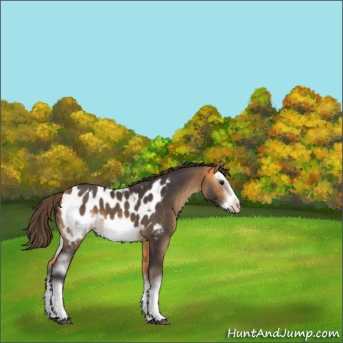 Horse Color:White Spotted Buckskin Splash Frame Appaloosa 