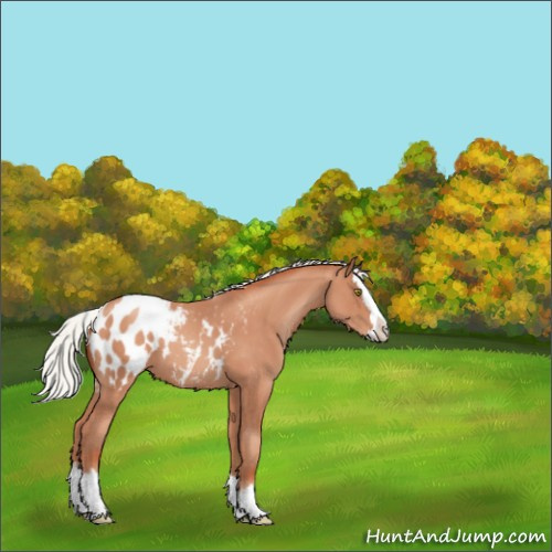 Horse Color:Silver Amber Champagne Sabino Splash Appaloosa 