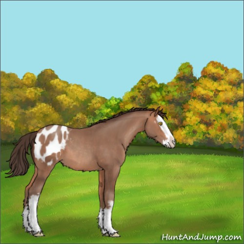 Horse Color:White Spotted Amber Champagne Splash Appaloosa 