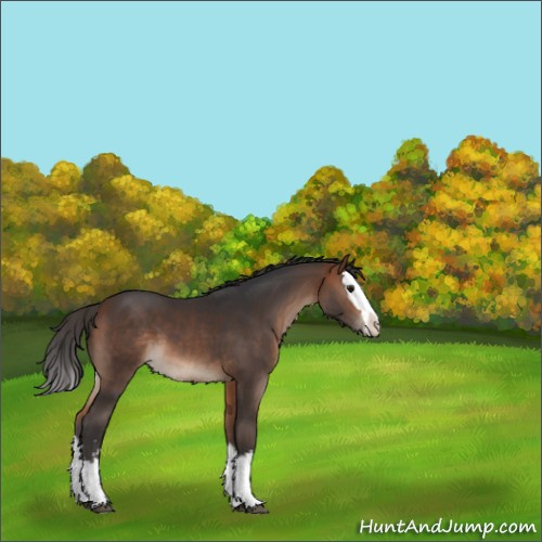 Horse Color:Bay Sabino Splash 