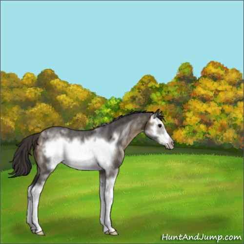Horse Color:White Spotted Buckskin Roan Splash Frame 