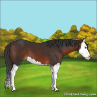 Horse Color:Brown Splash