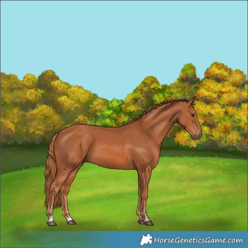 Horse Color:Chestnut 