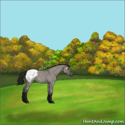 Horse Color:Gray Grullo Roan Appaloosa 