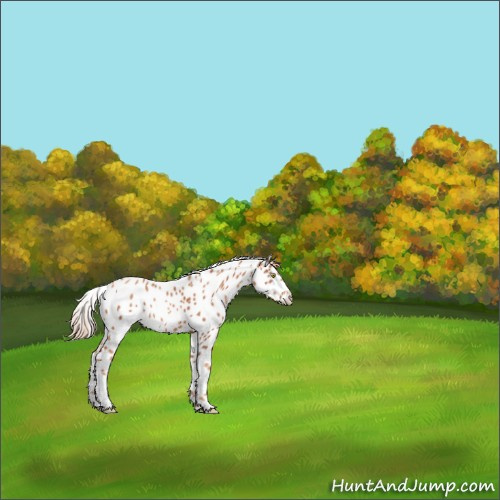 Horse Color:Gold Champagne Appaloosa 