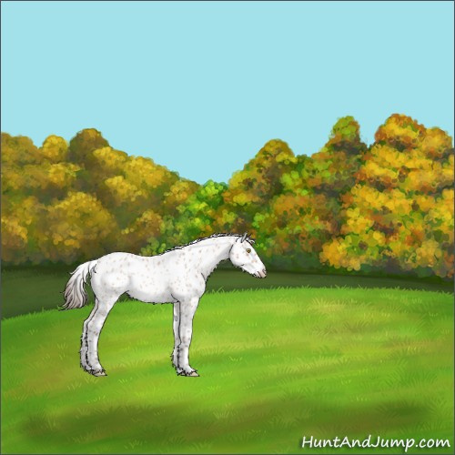 Horse Color:Amber Champagne Roan Appaloosa 