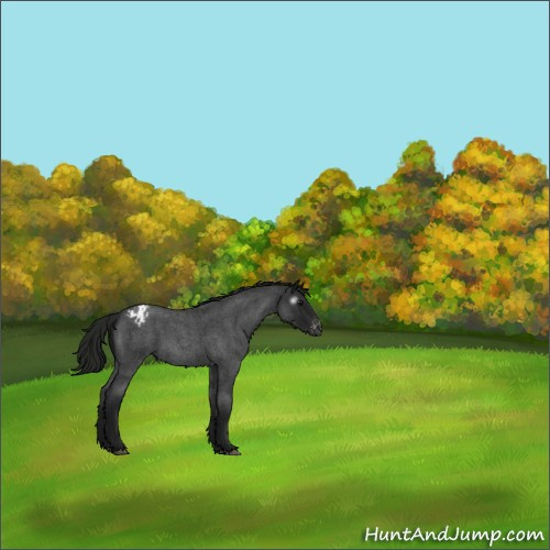 Horse Color:Gray Blue Roan Appaloosa 