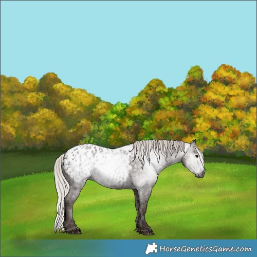 Horse Color:Gray Silver Black Appaloosa 