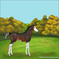 Horse Color:Bay Splash