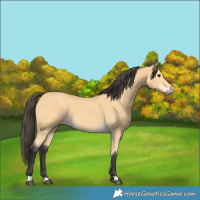 Horse Color:Buckskin