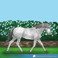 Horse Color:White Spotted Blue Roan Splash Frame Appaloosa 