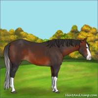 Horse Color:Bay Splash