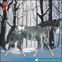 Horse Color:Black Sabino Appaloosa 