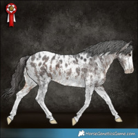 Horse Color:Brown Sabino Appaloosa 