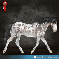 Horse Color:Brown Sabino Appaloosa 