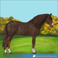 Horse Color:Liver Chestnut
