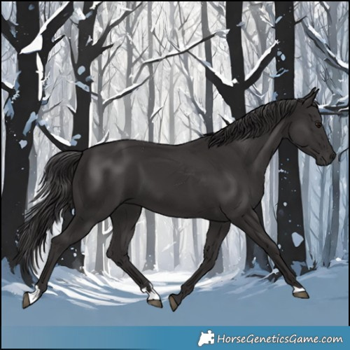 Horse Color:Smoky Black