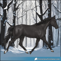 Horse Color:Smoky Black 