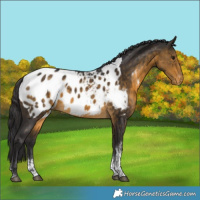 Horse Color:Buckskin Sabino Tobiano Blanket 