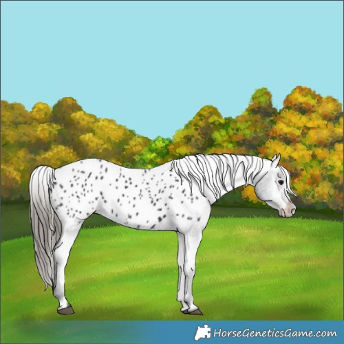 Horse Color:Black Appaloosa Rabicano