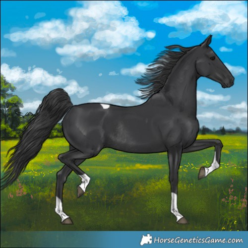 Horse Color:Black Tobiano Rabicano
