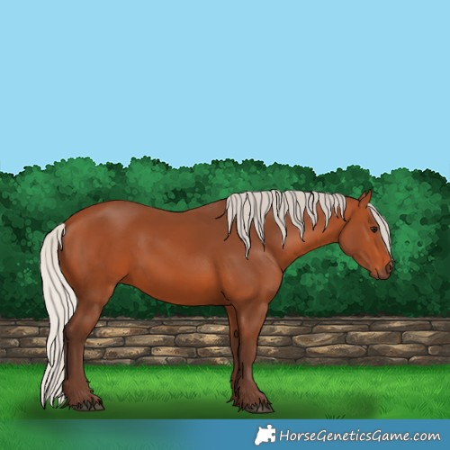Horse Color:Silver Bay 