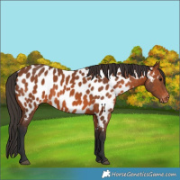 Horse Color:Bay Appaloosa