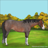 Horse Color:Brown Roan Splash