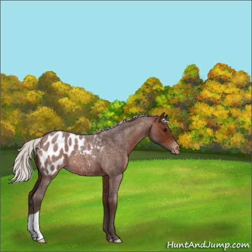 Horse Color:Silver Brown Roan Appaloosa 