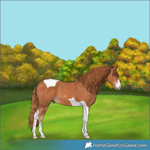 Horse Color:Chestnut Tobiano 