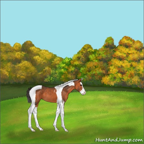 Horse Color:Bay Splash Tobiano 