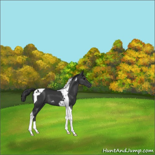 Horse Color:Black Tobiano 