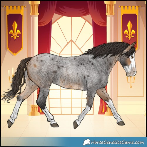 Horse Color:Buckskin Roan Splash 