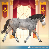 Horse Color:Buckskin Roan Splash 