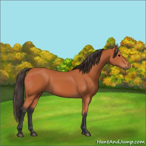 Horse Color:Bay 