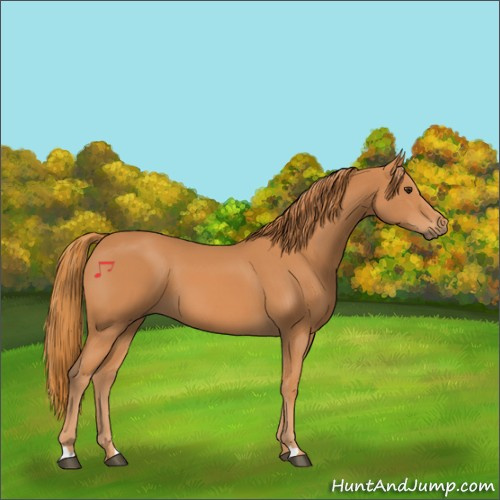 Horse Color:Chestnut 
