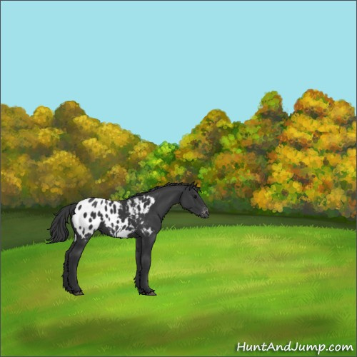 Horse Color:Black Appaloosa 