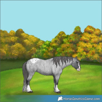 Horse Color:Blue Roan Splash Appaloosa 