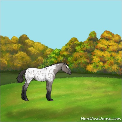 Horse Color:Grullo Roan Sabino Appaloosa Rabicano 