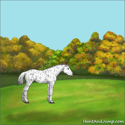 Horse Color:Gray Black Appaloosa 
