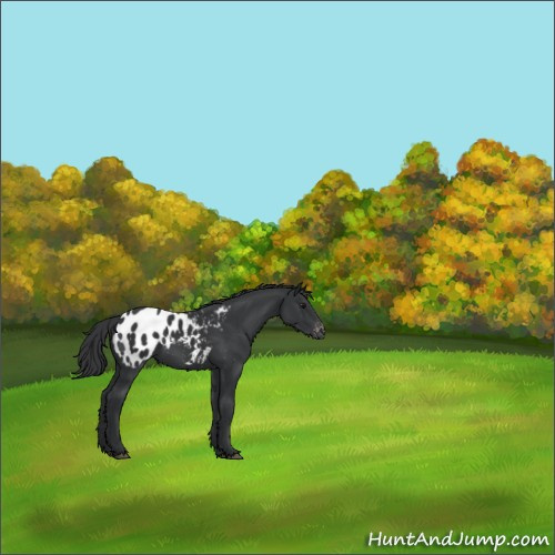 Horse Color:Black Appaloosa 