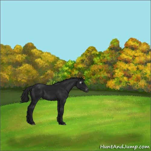 Horse Color:Gray Black Appaloosa 