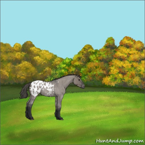 Horse Color:Grullo Roan Appaloosa 