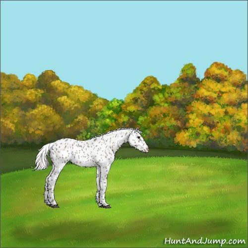 Horse Color:Silver Smoky Blue Roan Appaloosa 