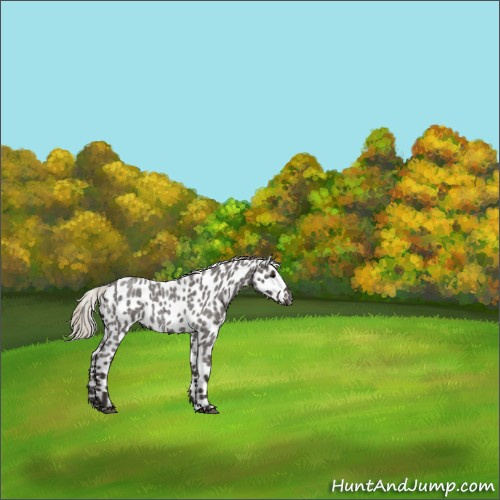 Horse Color:Gray Silver Blue Roan Appaloosa 